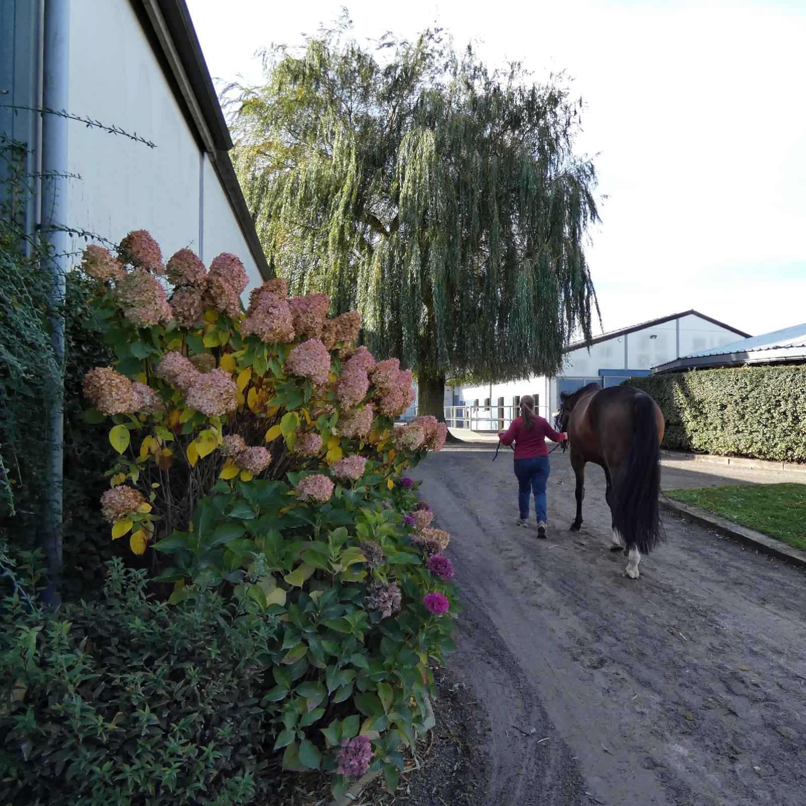 Cheval conduit à travers la cour de La Picaute
