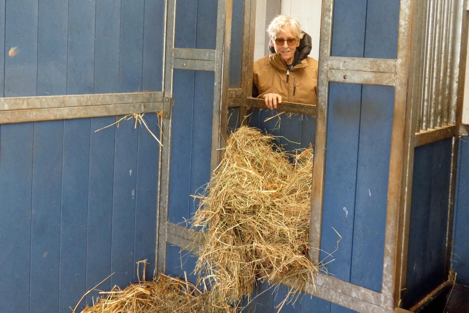 Foin déposé dans un box